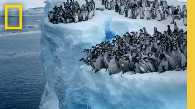 Wyjaśnienie wielkiej tajemnicy pingwinów [WIDEO]