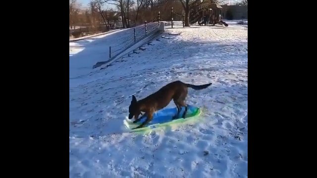 Pies uwielbia zjeżdżać na śniegu. W dodatku nie potrzebuje niczyjej pomocy