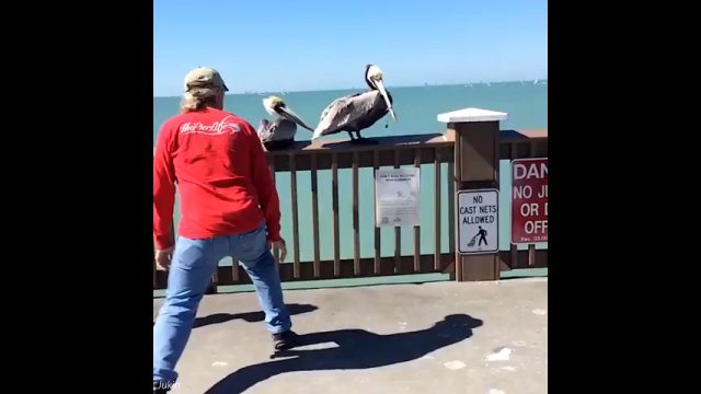 Mężczyzna zauważył, że pelikan miał problem z dziobem. Natychmiast ruszył mu z pomocą [WIDEO]