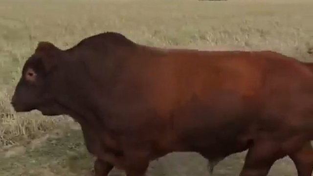 Byk przywołuje stado krów swoim muczeniem