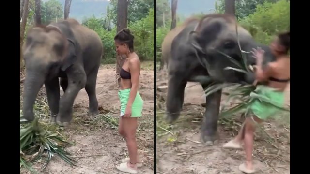 Turystka przeszkodziła słoniowi w jedzeniu i została powalona na ziemię [WIDEO]