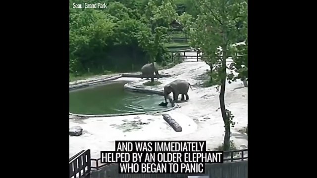 Dwa słonie uratowały tonącego malucha
