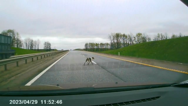 Zabłąkany pies spowodował wypadek samochodowy na autostradzie