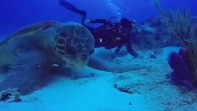 To może być największy żółw, jakiego kiedykolwiek zarejestrowano  podczas nurkowania