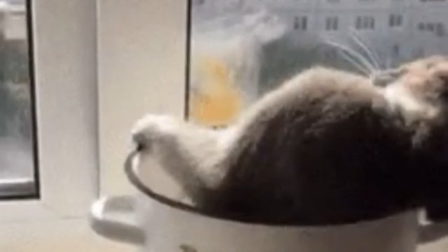 Kot ogrzewa się w garnku na parapecie