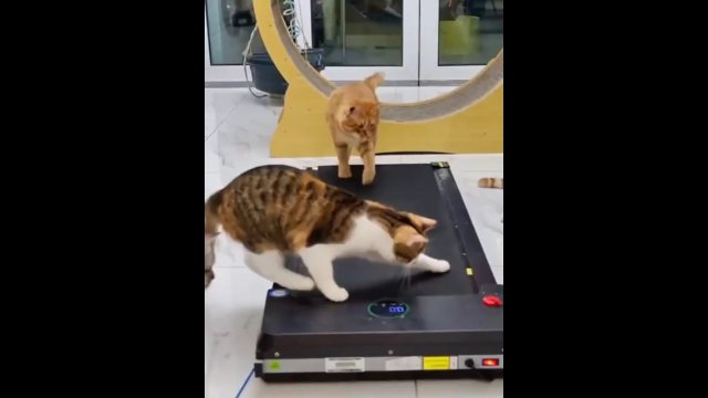 Ciekawskie koty sprawdzają jak działa bieznia