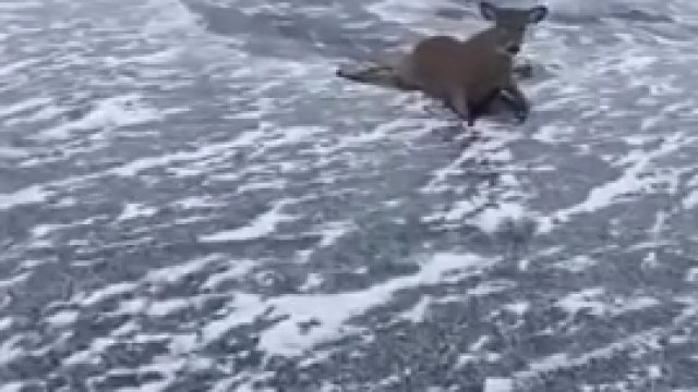 Człowiek ratujący wiele jeleni, które utknęły na zamarzniętym jeziorze