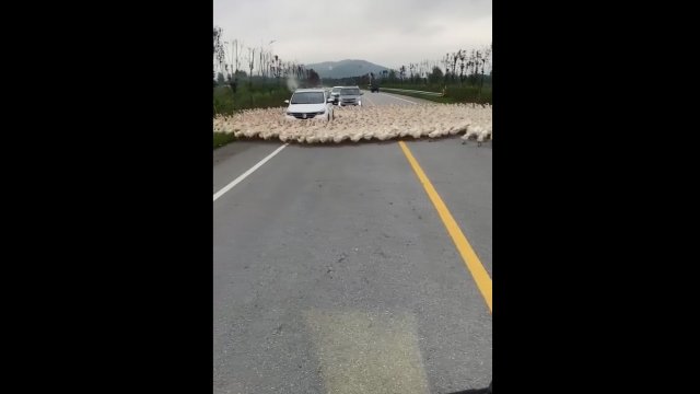 Setki kaczek otoczyły jeden konkretny samochód