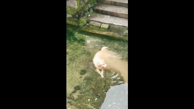 Pies wskoczył do wody na szybką kąpiel. Wyglądał jakby się roztapiał [WIDEO]