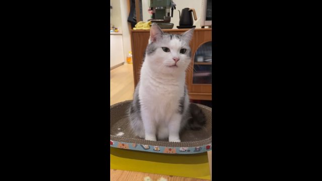 Kiedy chciwy kot spotyka skąpego właściciela [WIDEO]