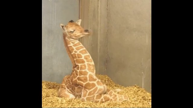 Nowo narodzona żyrafa nie wie, co powinna zrobić z szyją podczas drzemki