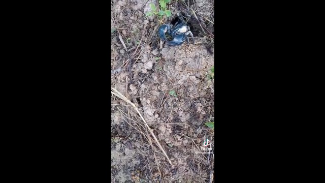 Łapanie skorpiona za pomocą mrówek