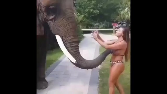 Dziewczyna została „obmacana” przez słonia, kiedy próbowała pozować do zdjęcia [WIDEO]