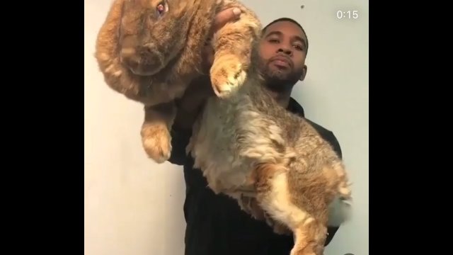 Największy królik na świecie. Przypomina raczej młodego lwa