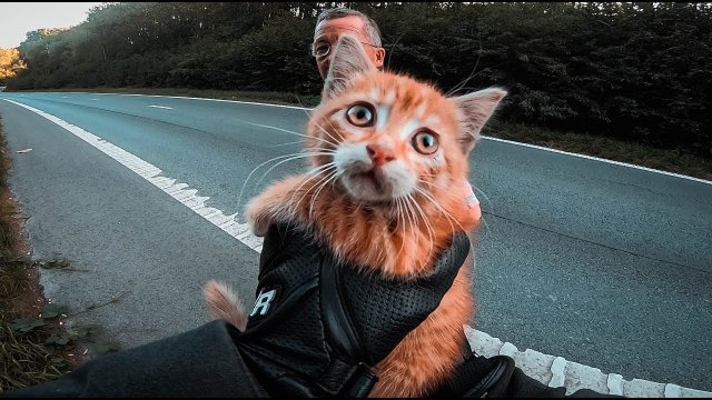 Miły pan na motocyklu ratuje przerażonego kotka