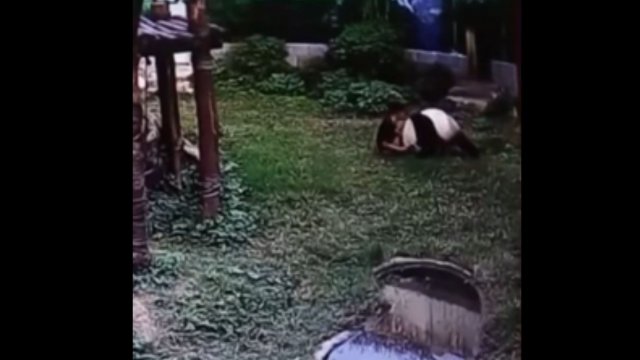 Koleś wskoczył do zagrody dla pand by je zobaczyć z bliska i szybko tego pożałował