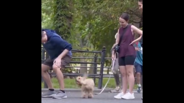 Jak zapoznać się z obcym psem w parku?