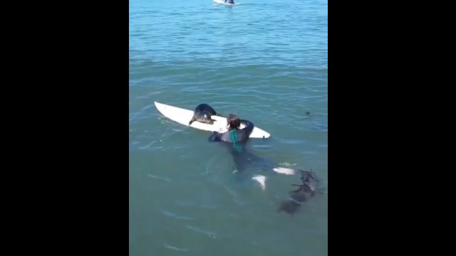 Foka podpłynęła do surfera. Nie mógł uwierzyć w to co zrobiła [WIDEO] [WIDEO]