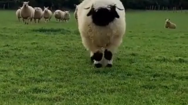 Walliserska czarnonosa owieczka hopsa sobie po jedzonko