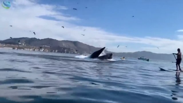 Wieloryb połyka dwie kajakarki, a następnie je wypluwa.