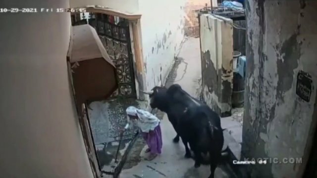 Nieświadoma zagrożenia babcia została zaatakowana przez byka