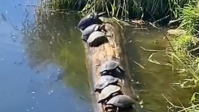 Żółwie znalazły sobie ciekawą zabawę z kłodą