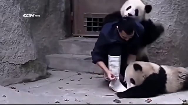 Kung-Fu-Panda z prawdziwego zdarzenia