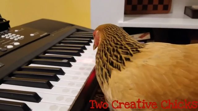 Kura grająca na keyboardzie