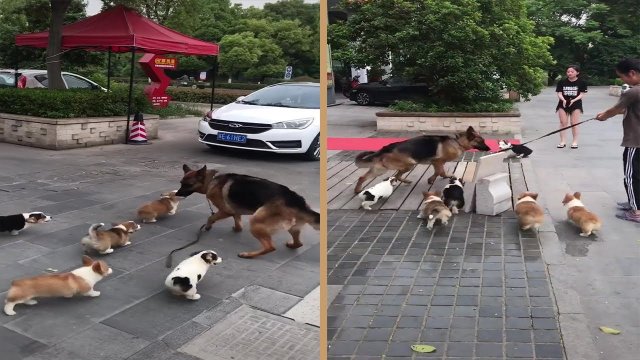 Owczarek niemiecki zostaje zaatakowany przez sforę psów