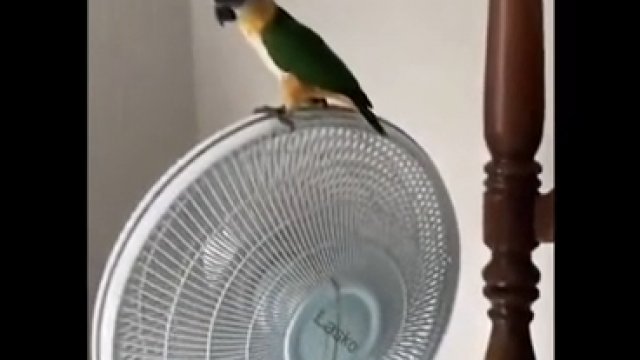 Papuga znalazła śmierdzący sposób na budzenie właścicieli