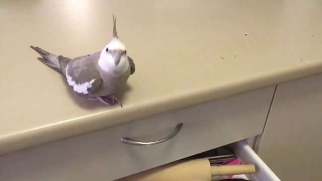 Ptaszek który lubi zrzucać rzeczy