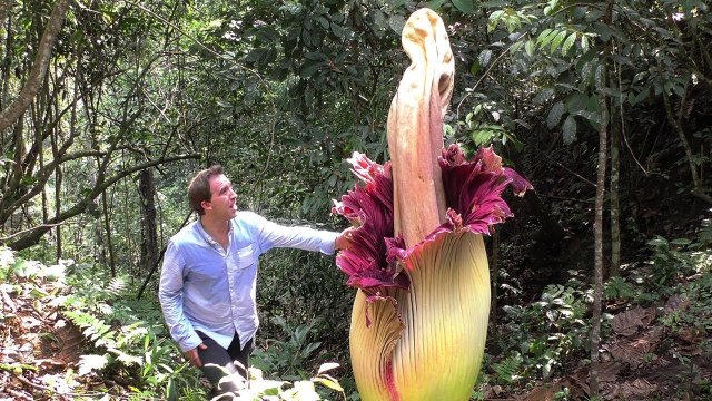 Największe na świecie kwiaty na ziemi