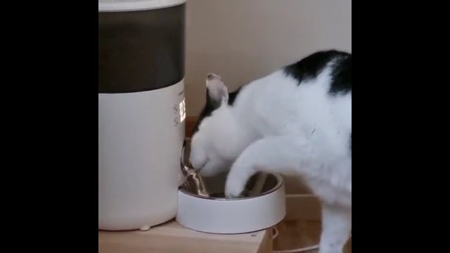 Kot próbuje oszukać automatyczny podajnik jedzenia