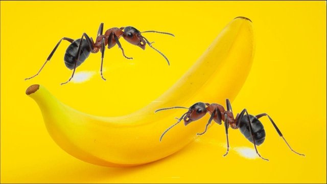 Co mrówki zrobią z banan przez 24 godziny? Timelapse z mrówkami.