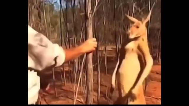 Poradnik jak poradzić sobie z agresywnym kangurem [WIDEO]