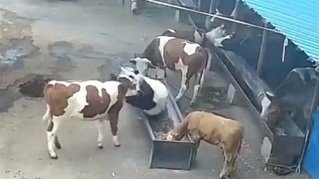 Złośliwa krowa miała dziś zły dzień.