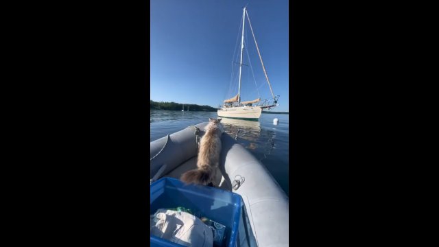 Kot zamierzał przeskoczyć na inną łódkę. Zdecydowanie przecenił swoje możliwości