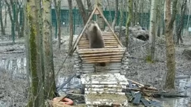 Niedźwiedź buduje domek