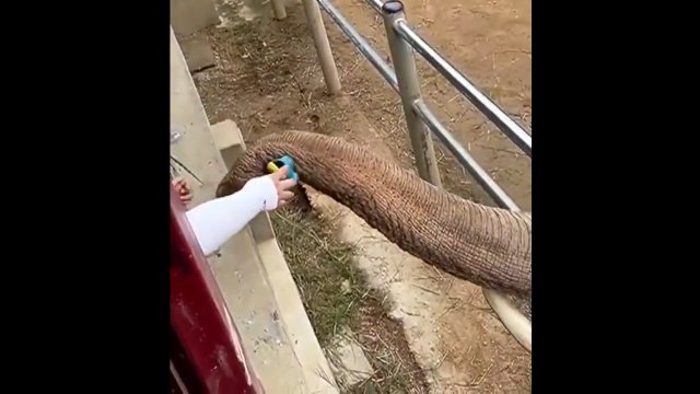 Słoń zwraca dziecięcy but
