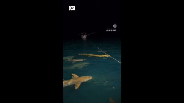Samotny krokodyl został otoczony przez rekiny w Australii