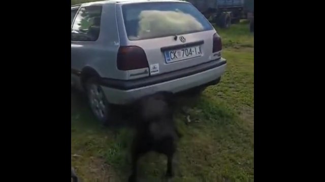Psu nie spodobał się wiejski tuning w samochodzie