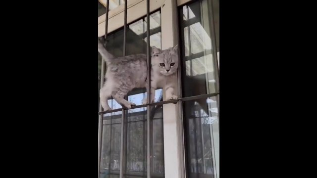 Kot zwinnie przemyka pomiędzy kratami w oknie