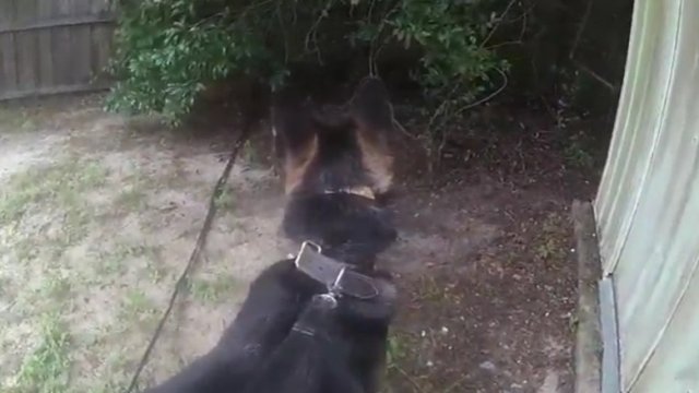 Pies policyjny wytropił podejrzanego ukrywającego się w krzakach