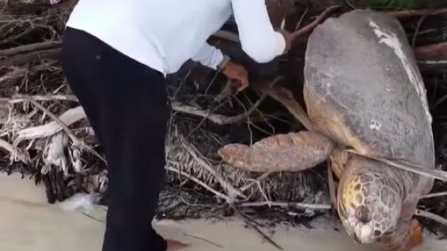 Żółw utknął w drodze do morza. Dobrze że trafił na tego człowieka