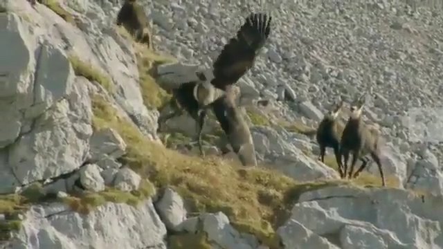Niebezpieczna metoda stosowana przez górskiego kozła, aby pozbyć się ataku orła