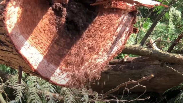 Przerażająca powódź mrówek wylewa się z powalonego drzewa