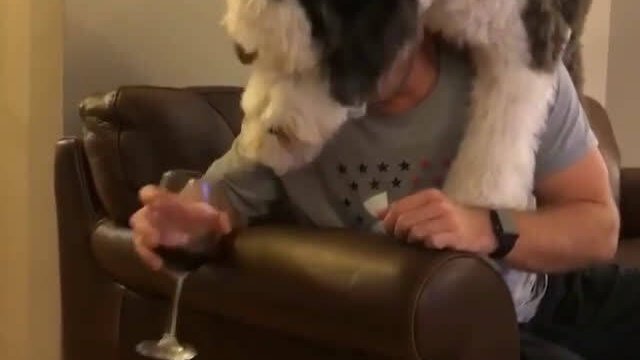 Gdy twój pies ma problem z alkoholem...