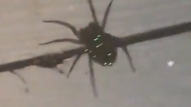 Ten pająk nosi swoje młode na plecach