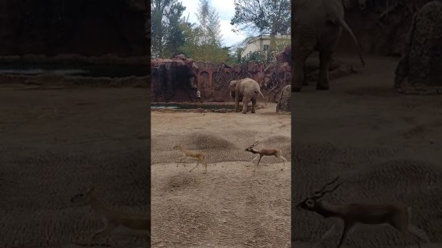 Słoń wydał głośny ryk, aby przyciągnąć uwagę zwiedzających i pracowników zoo