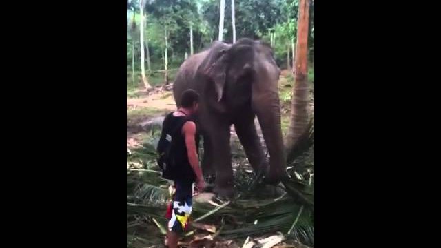 Turysta próbuje dotknąć słonia
